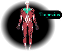 uitdrukking Bestrating analoog Oefeningen Trapezius > Fitnessnet